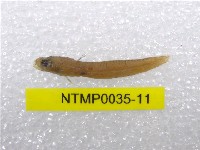 藏品(小骨鰧)的圖片